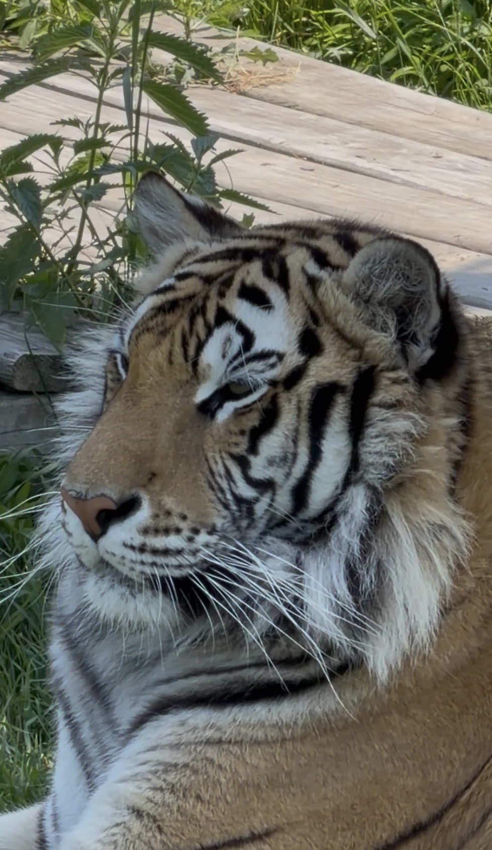 @The Wildcat Sanctuary