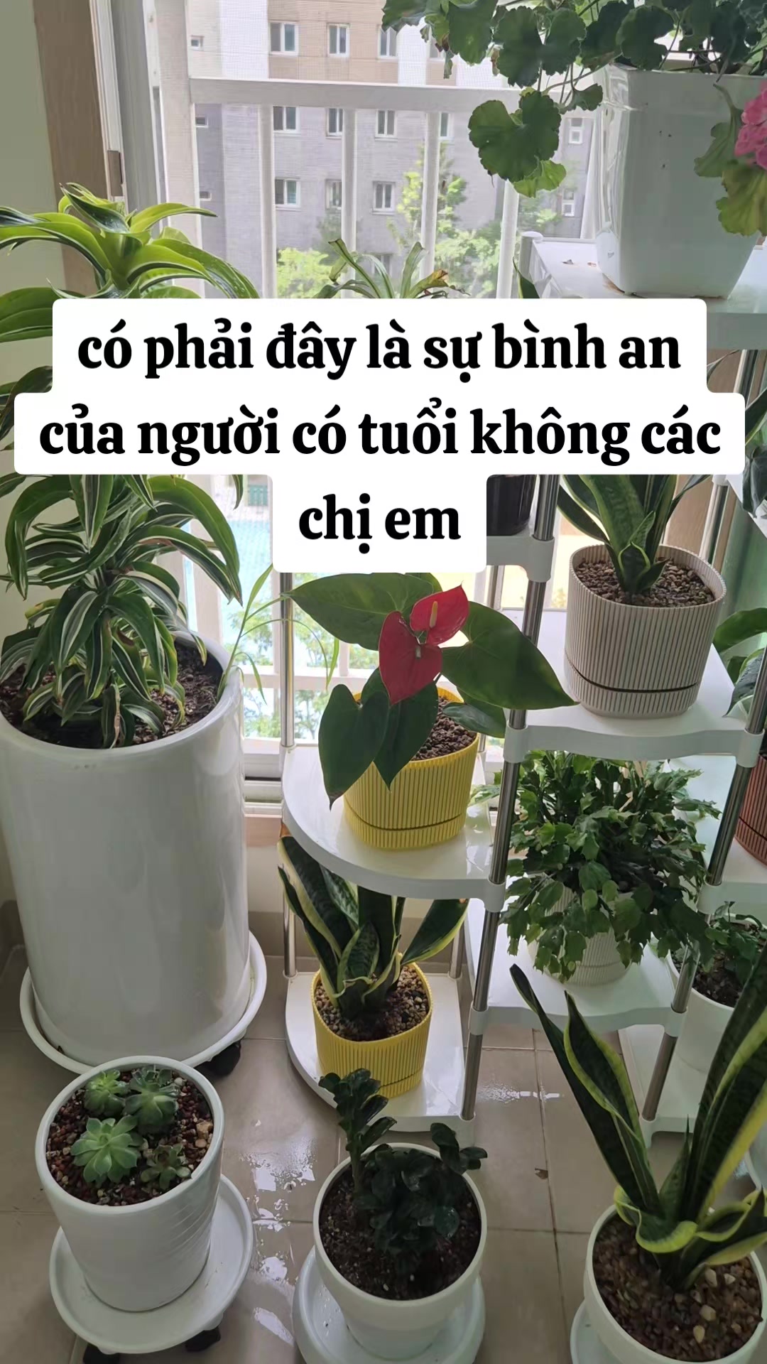 @vu thi tuong (ceohanmeryeo)