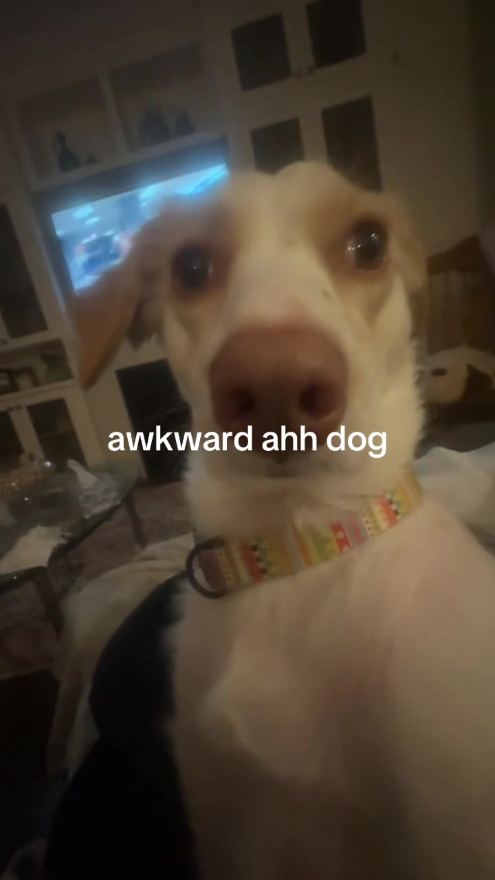 @pardis