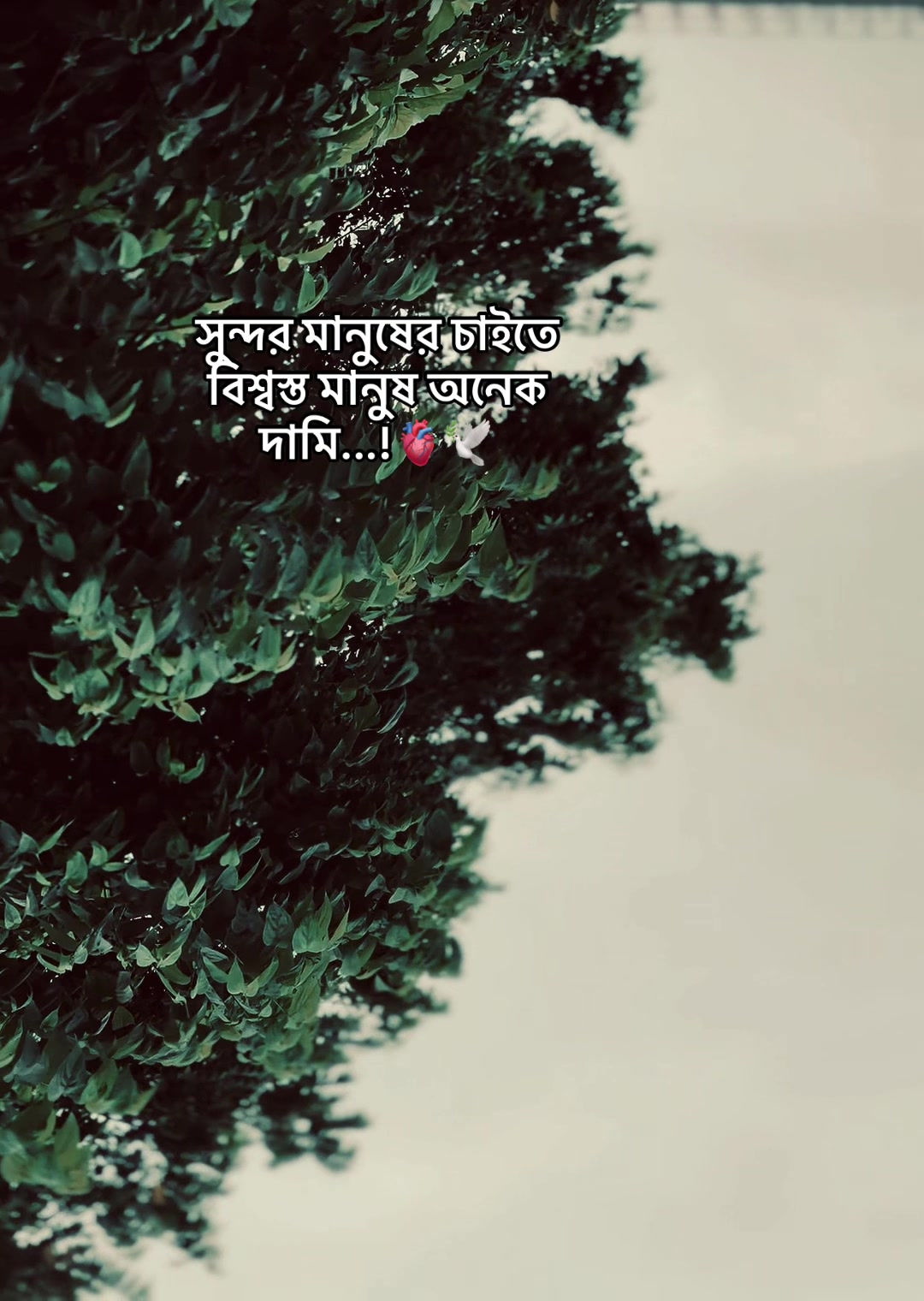 @⚡️Sheikh Rafi Islam💍