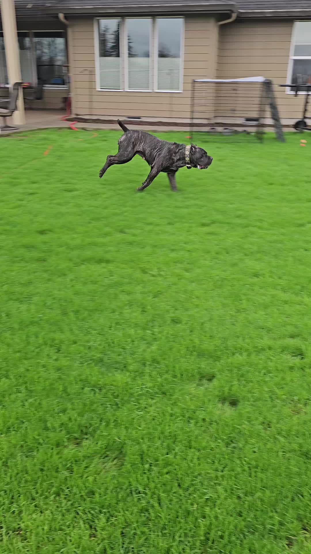 @SalmonCreekCaneCorso