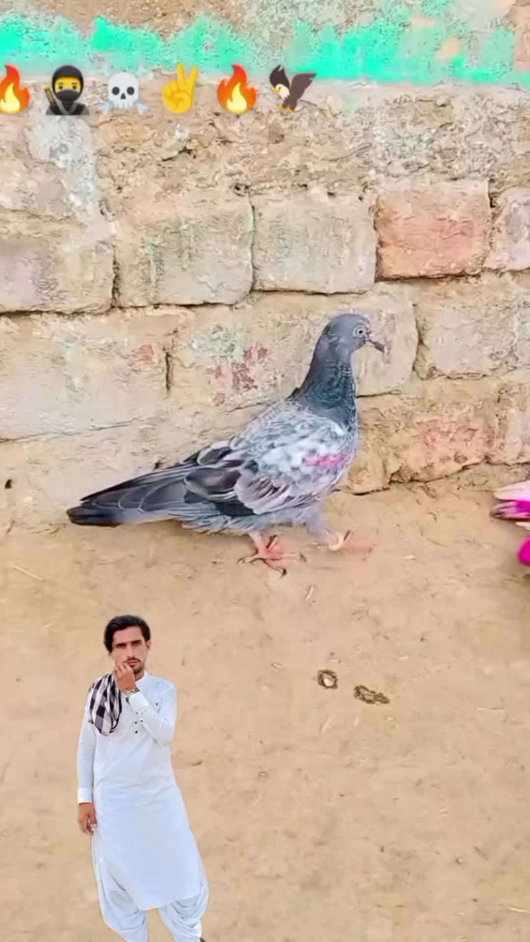 @آپنا شوق کبو تر باز ى