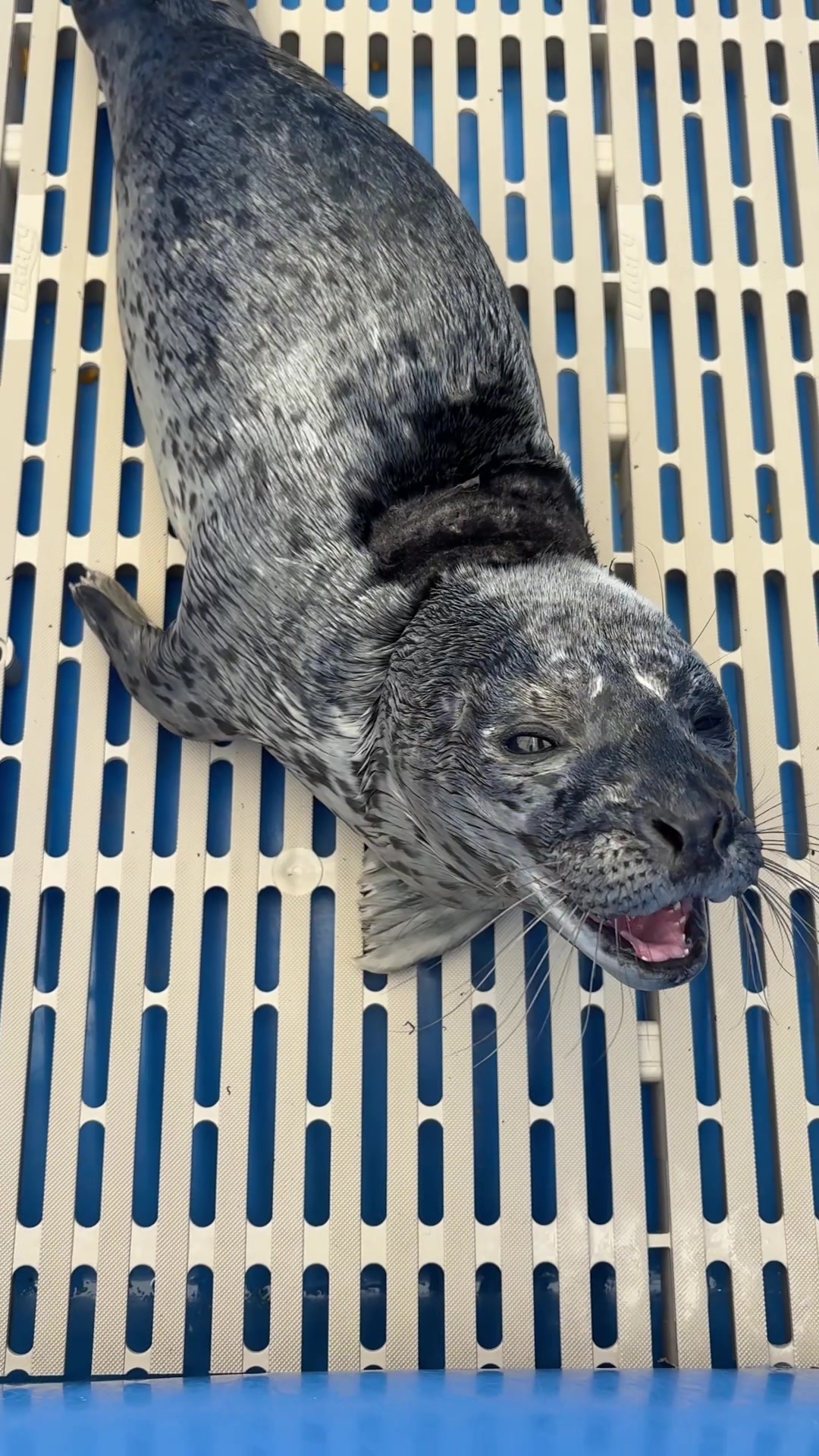 @Marine Mammal Rescue Society