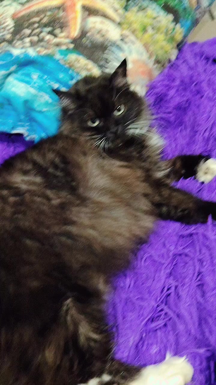 @3 друга 🦮🐱