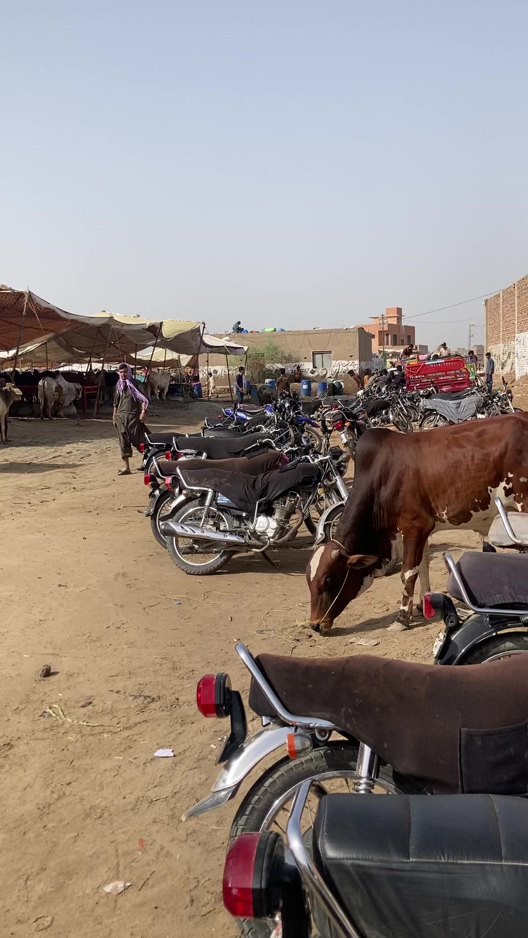 @cattle update Hyderabad