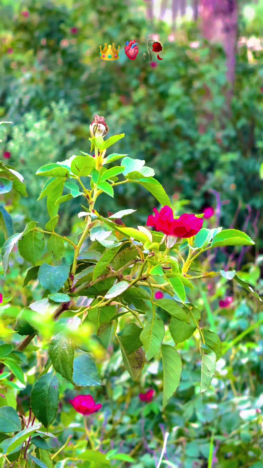 @پنجابی کلچر 🌾🍂