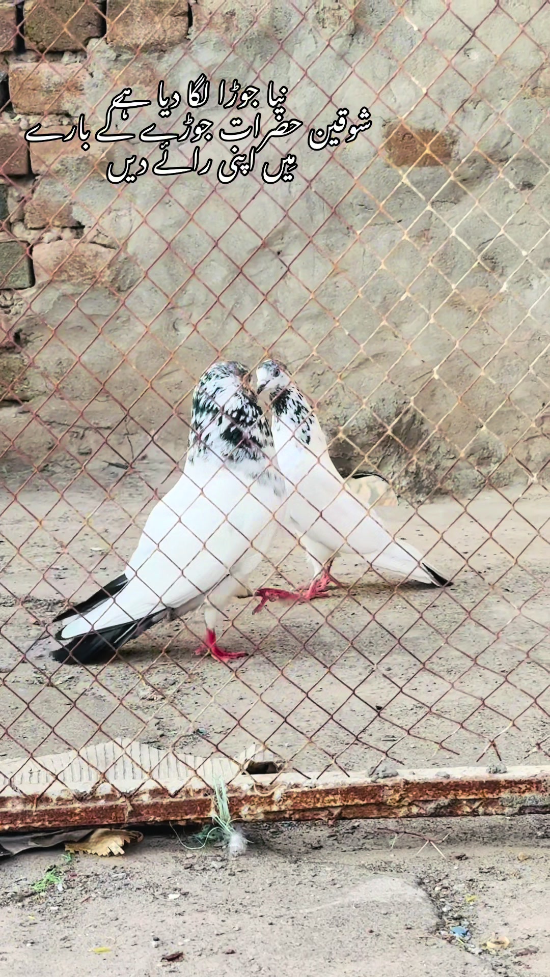 @شوق 🫀