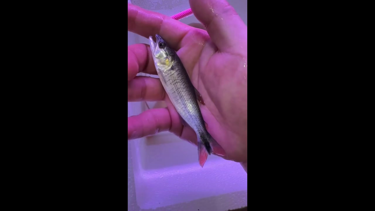 @網上看魚