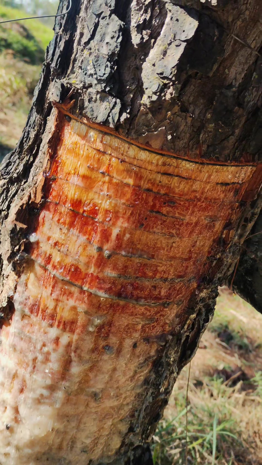 @WHresinas 🌲🛢️