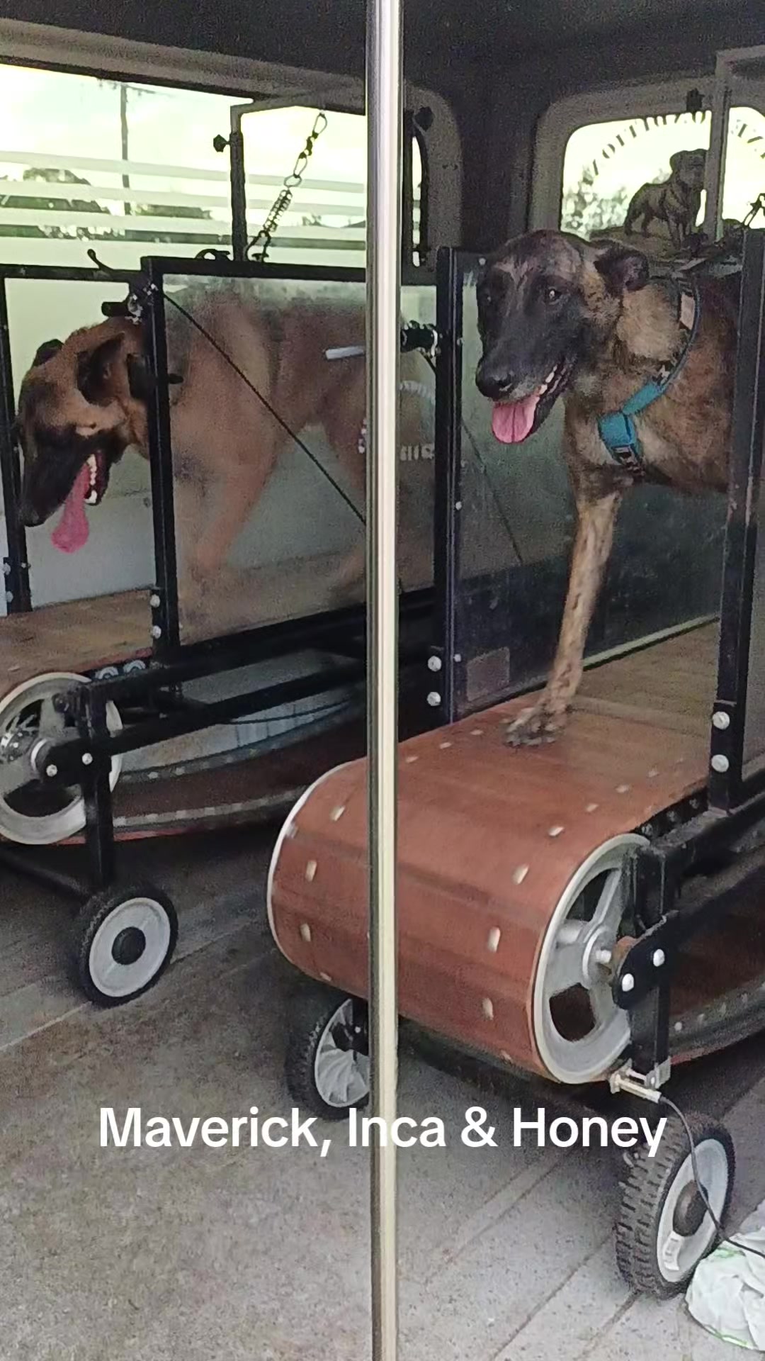 @Canine Conditioning