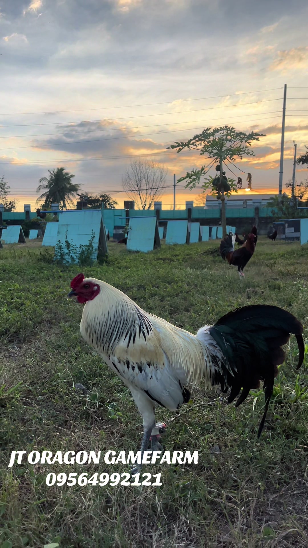@JT ORAGON GAMEFARM