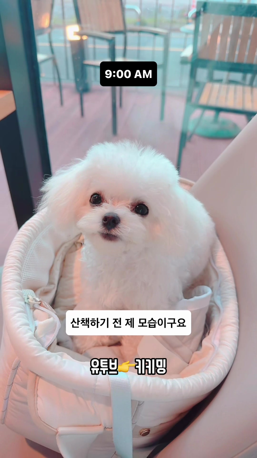 @jeju_kiki