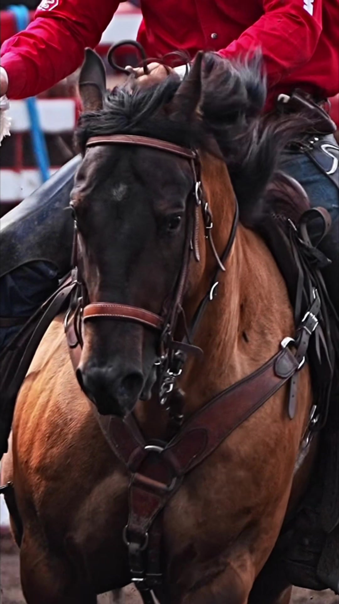 @Hanginghorses