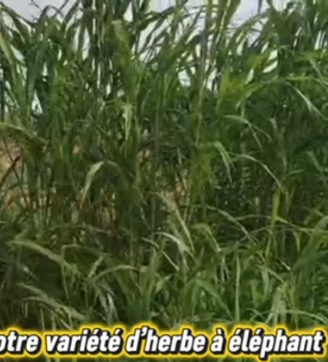 @Sambla Farming