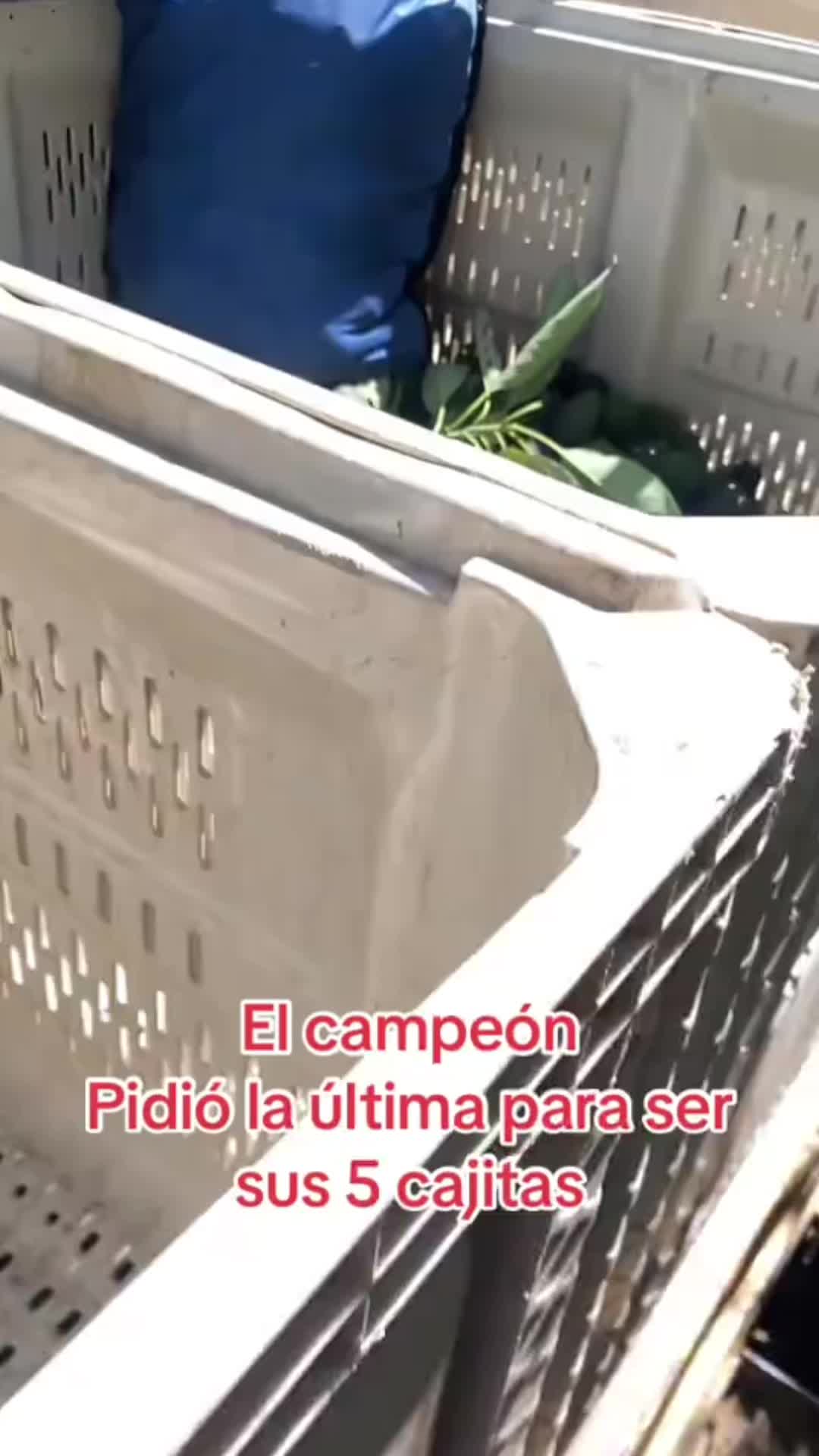 @peluche9260