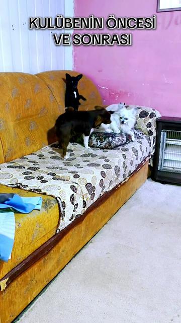 @🐕ŞHİVA MİNİK PATİLER🐕