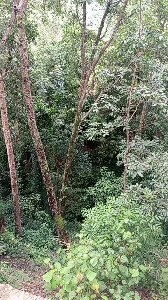 @chandrika das