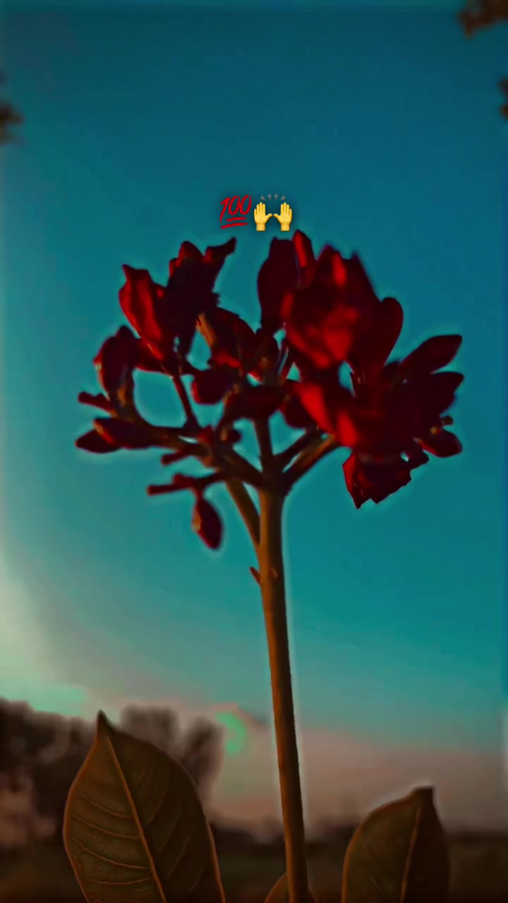 @پنڈا والے راجپوت☘️☘️ظفر وال🤗