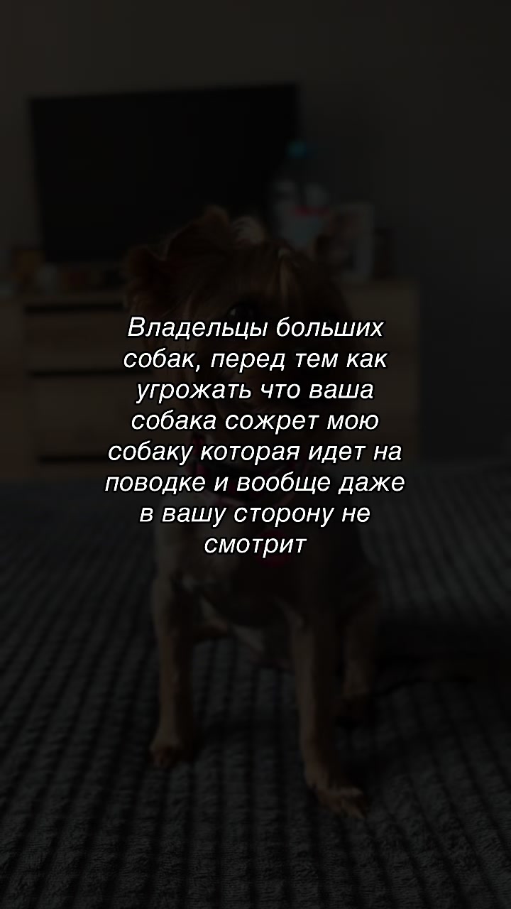 @Собака Евик🐾