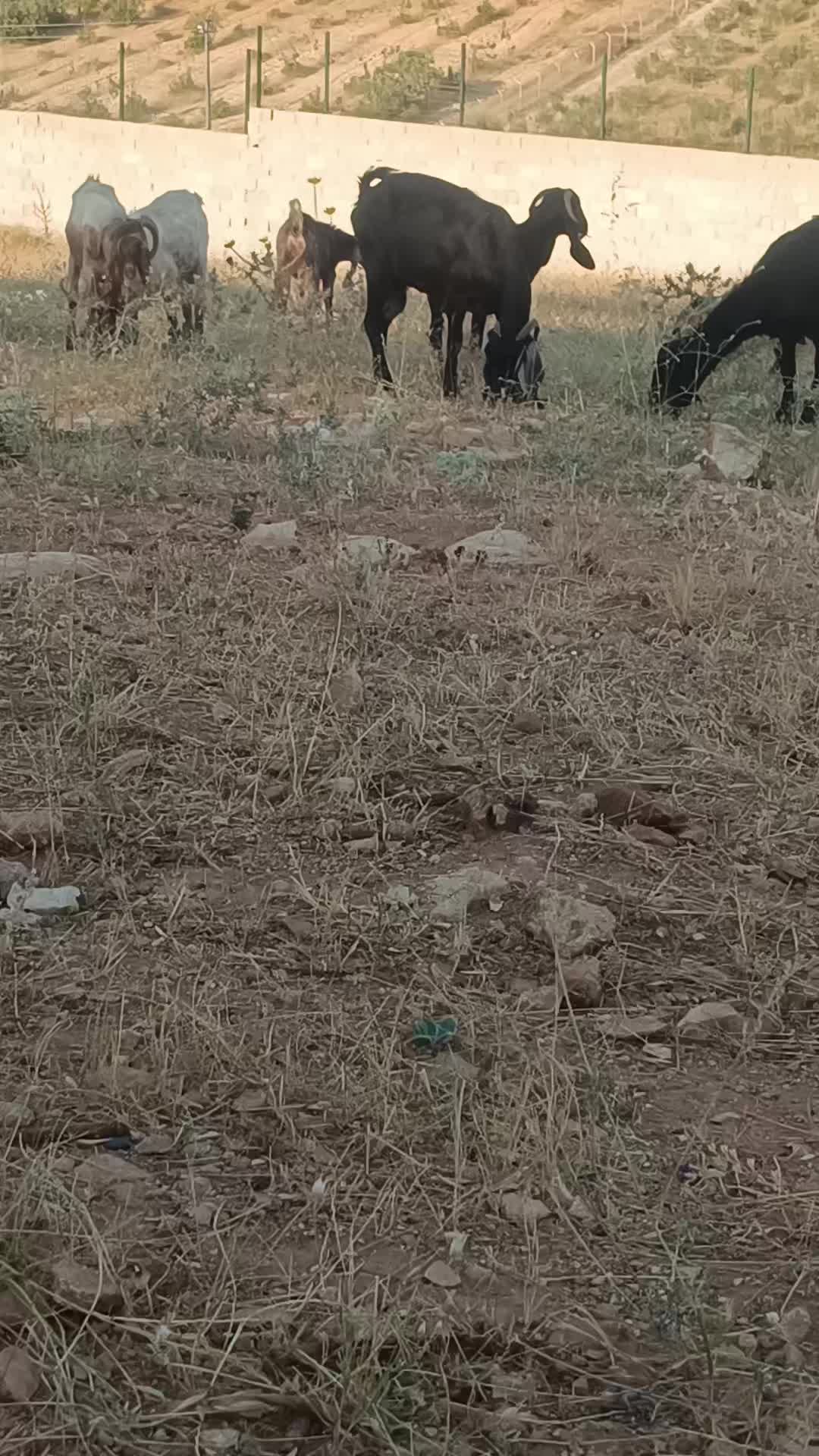 @Alp 🇹🇷🤘🐺27