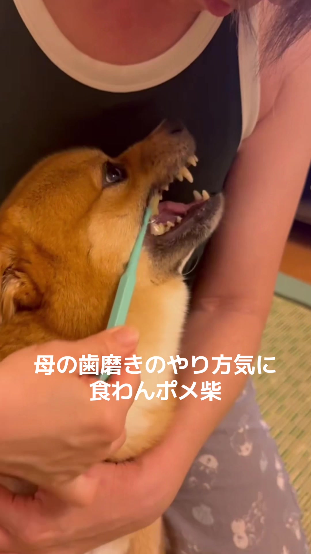 @ポメ柴もなか(もちゃ)୭