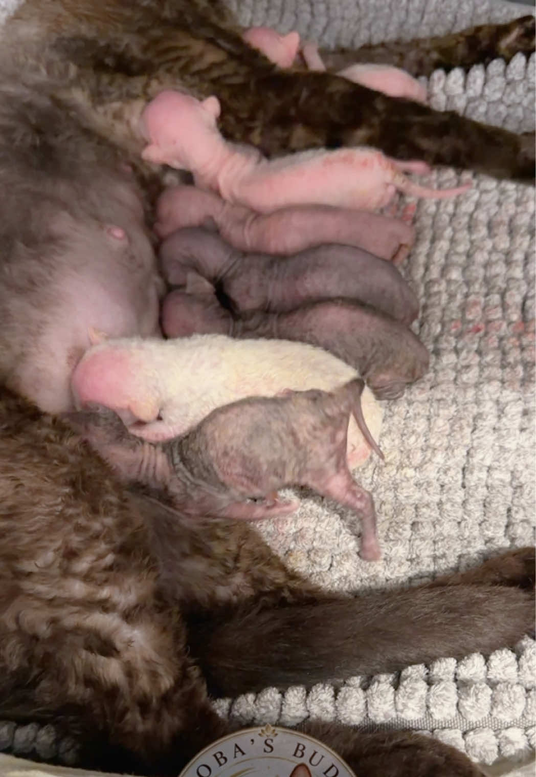 @Boba’s Buds Minskin Cats