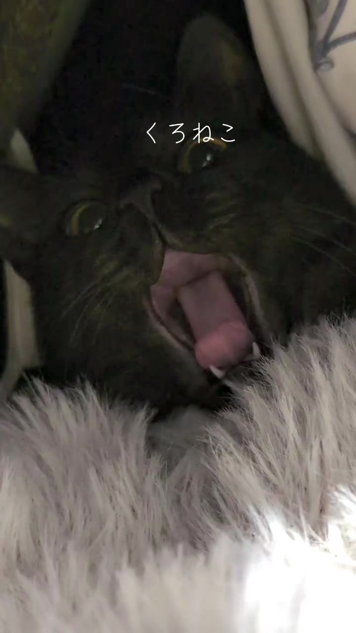 @飼い主とネコたち