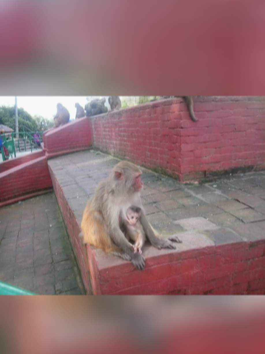 @Mahesh🌵🙏🇳🇵🌵