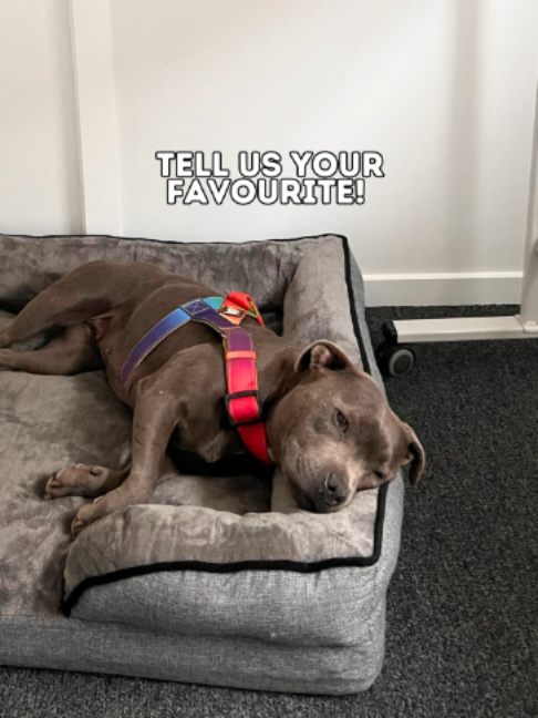 @Happy Staffy Co