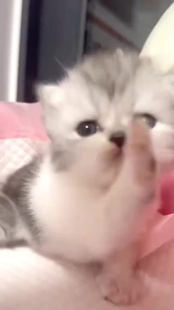 @catbosssss