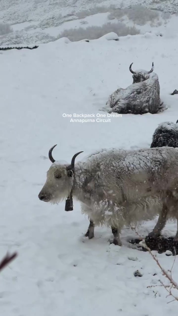 @Nepal Mountain Guides 🇳🇵