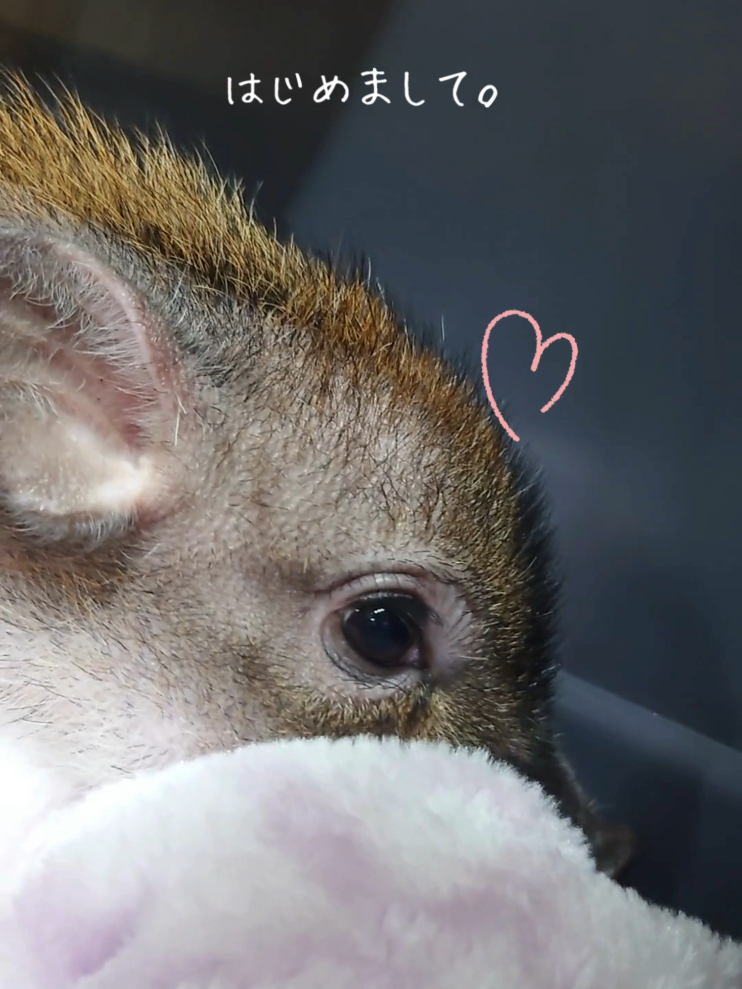 @TCA東京ECO動物海洋専門学校