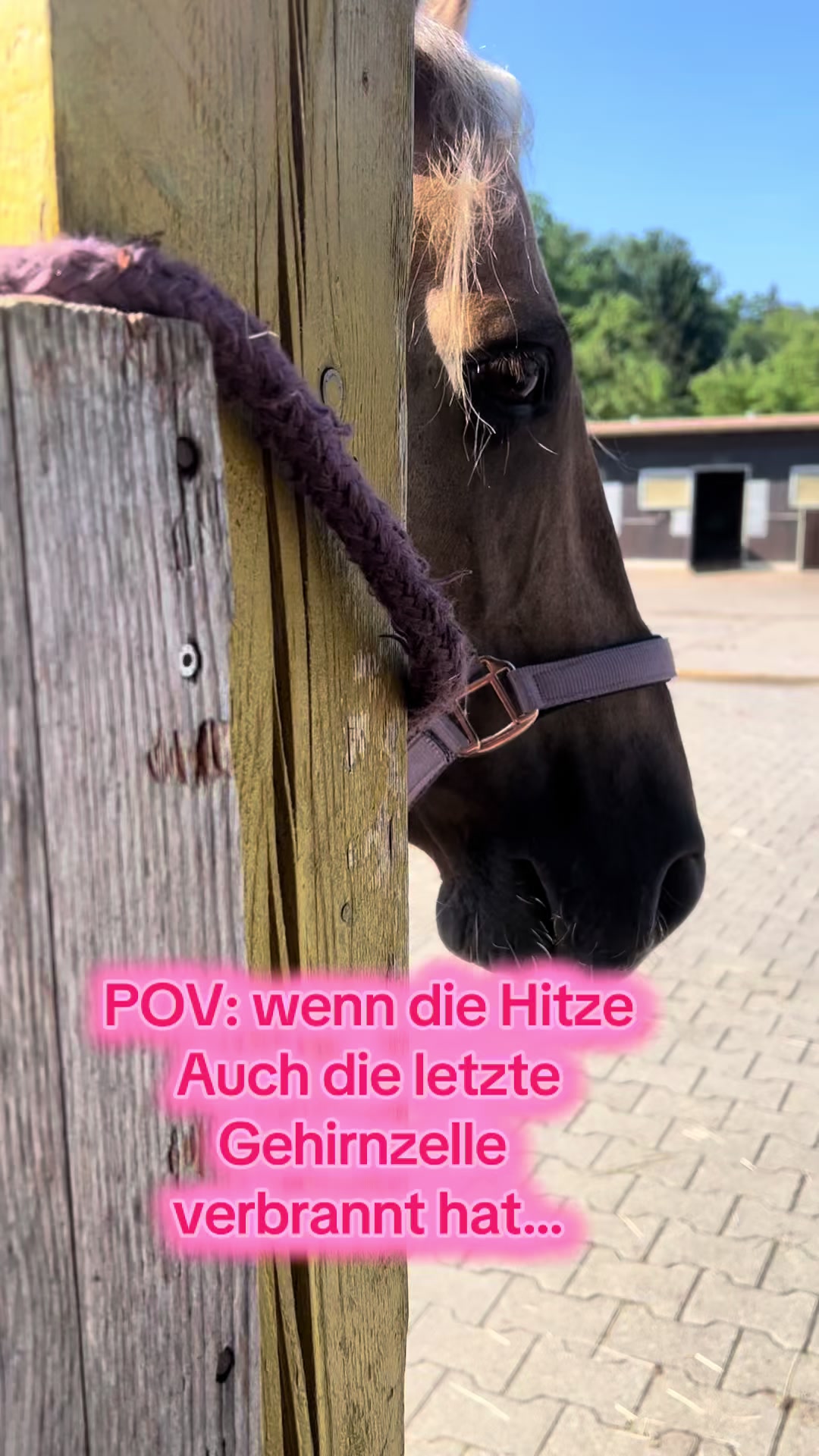 @Sissy und der wilde Pinsel