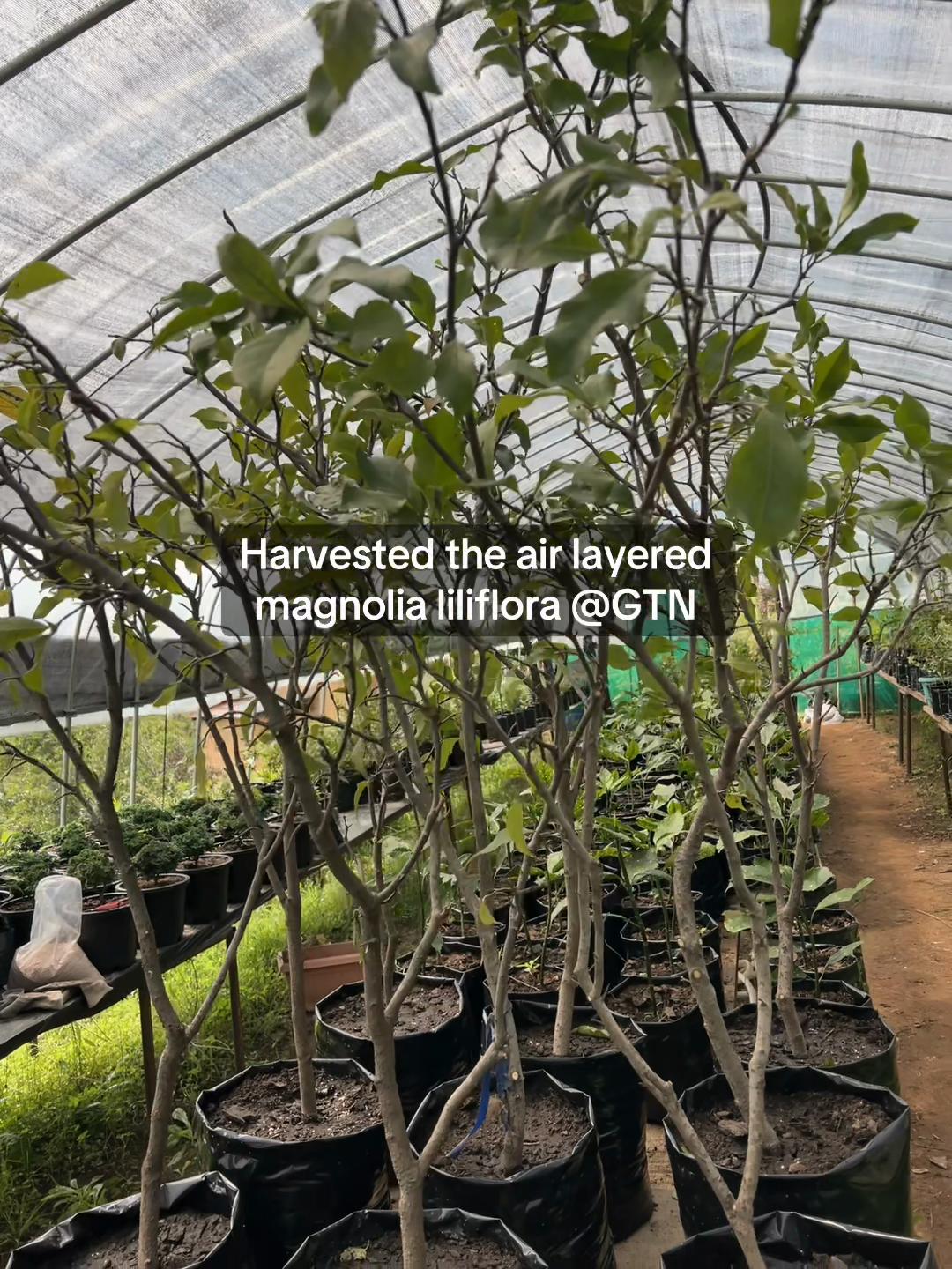 @Green Tara nursery(Nurseryman)
