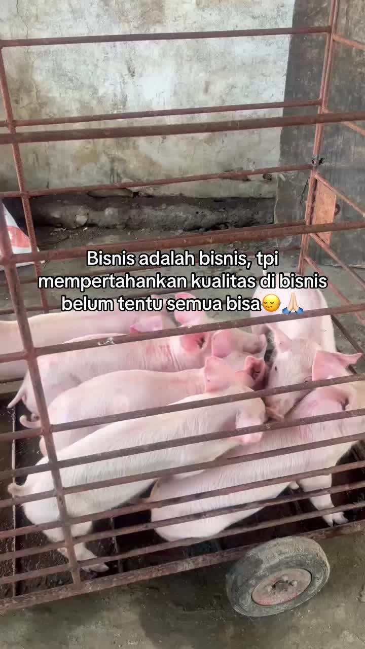 @Twinspiggyfarm01