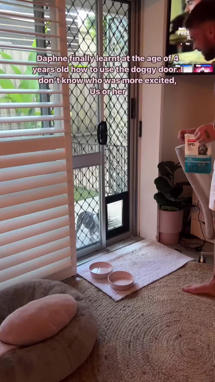 @boston.terrier.shop