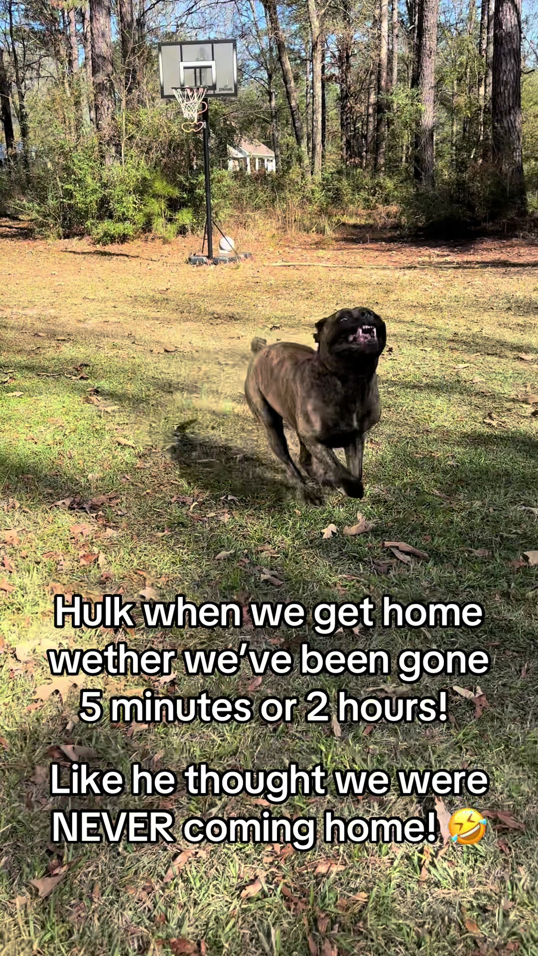 @HULK the mastiff