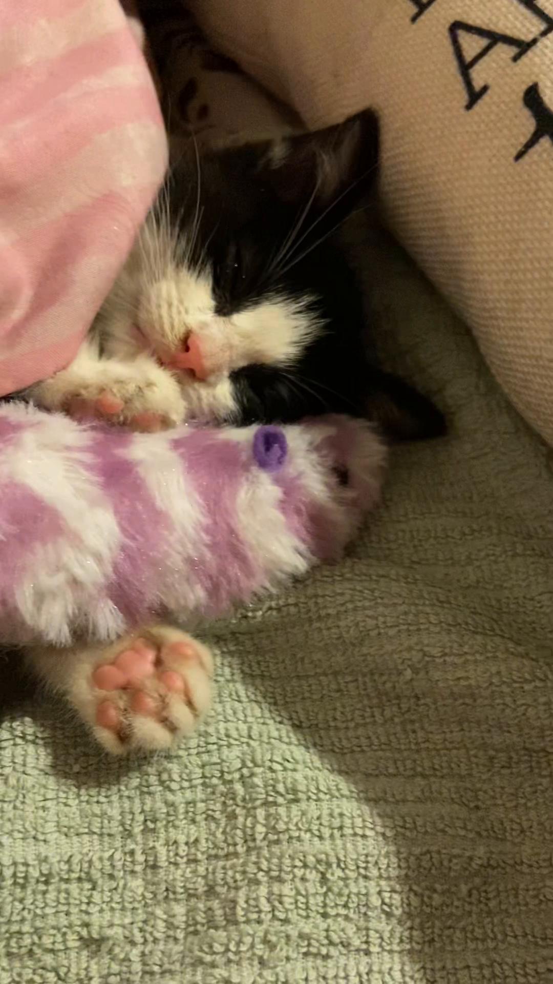 @Concerned_Kitty