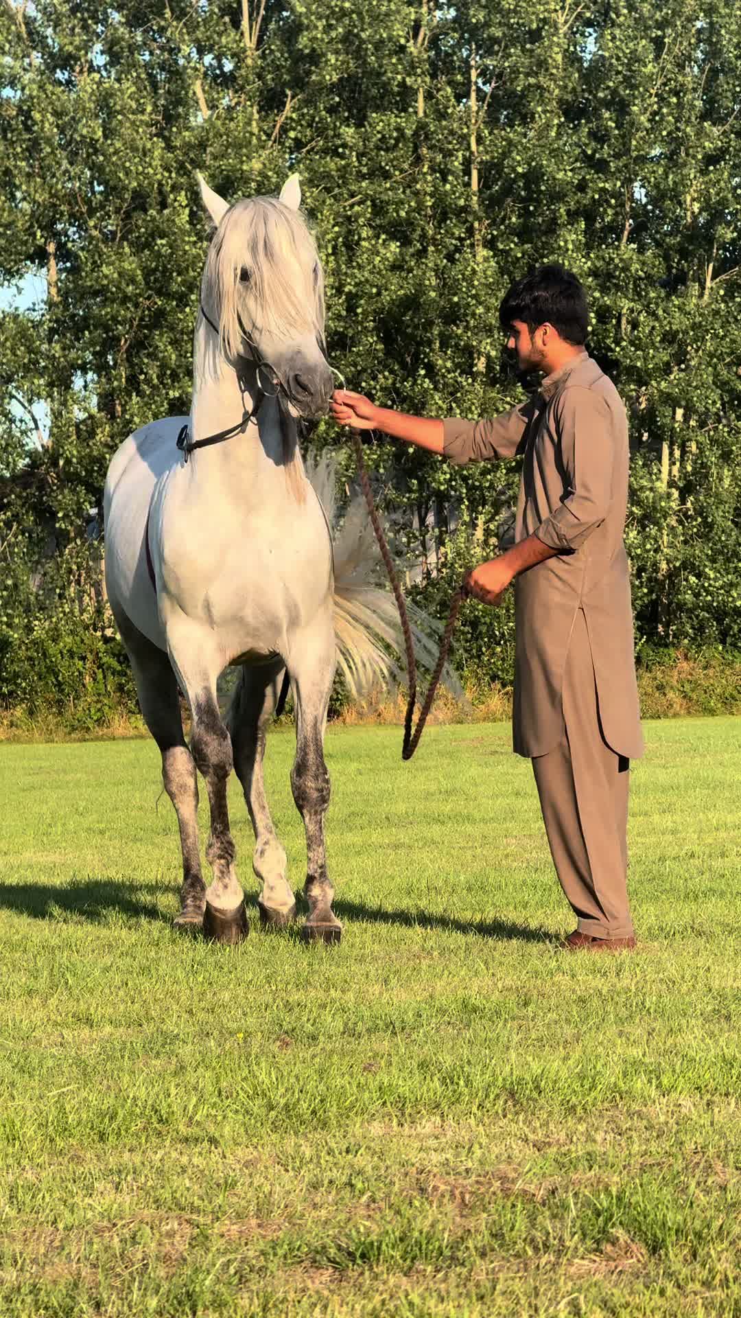 @Ch Fehan Gujjar
