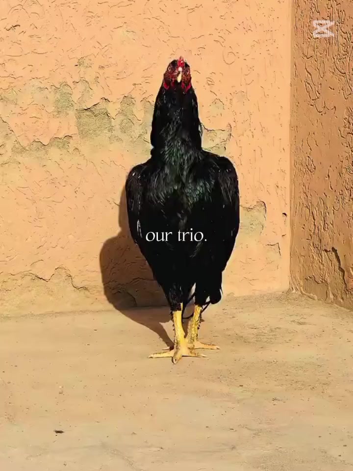@🐓 ASEEL SHOK 🐓