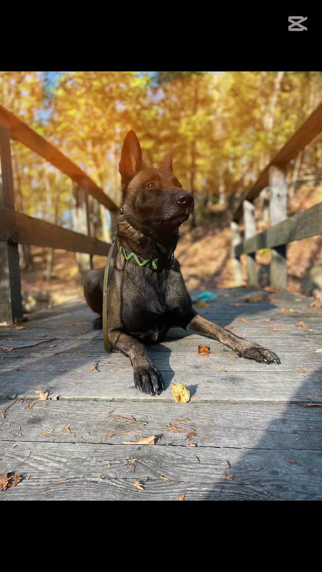 @WaveRyder_k9