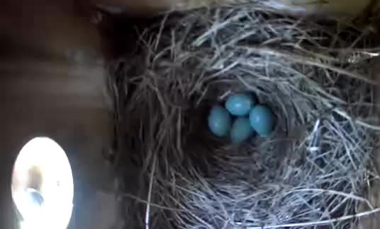 @BirderInaBronco