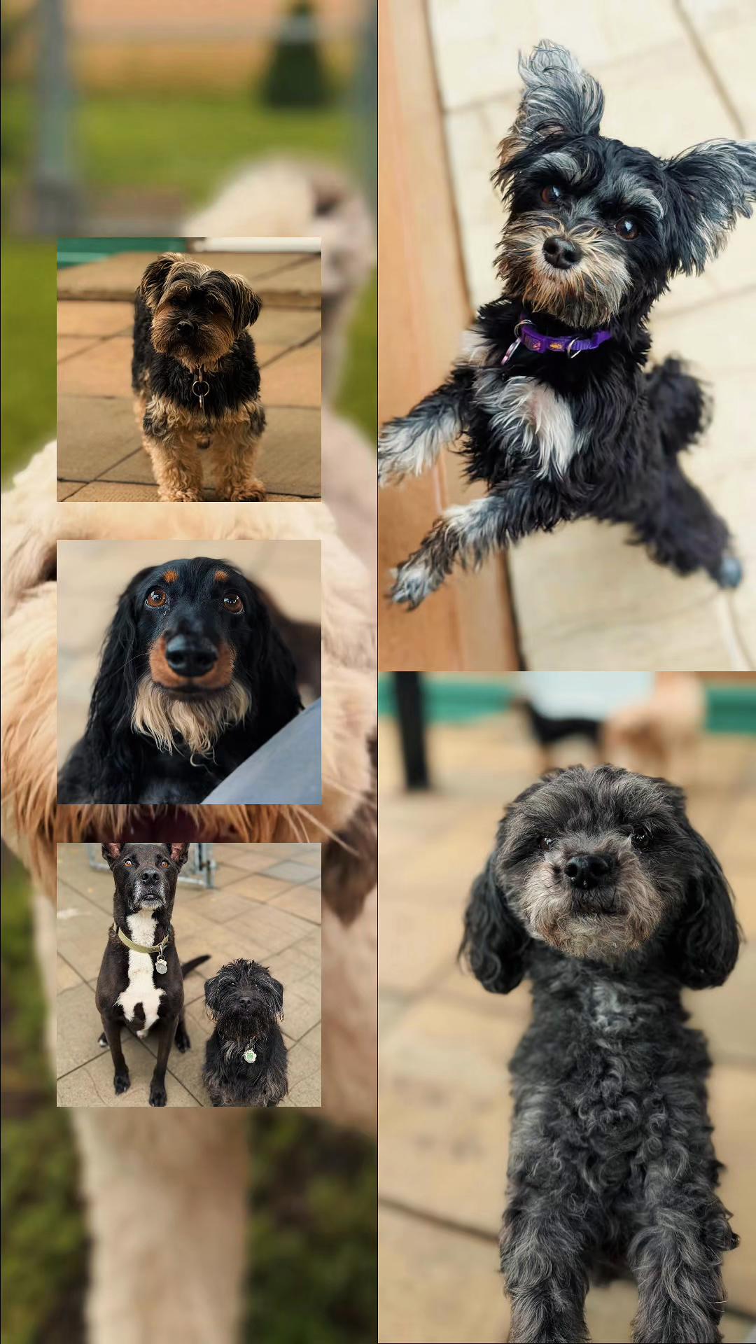 @Pension.canine.Aguerin