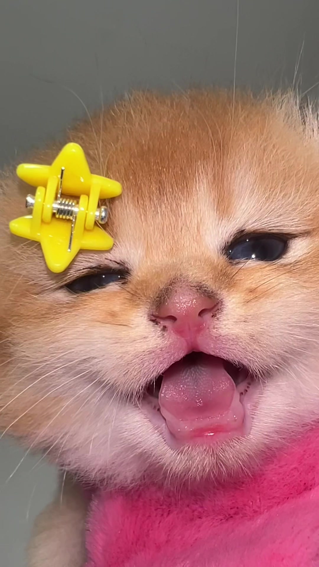 @Soothing Cats😻