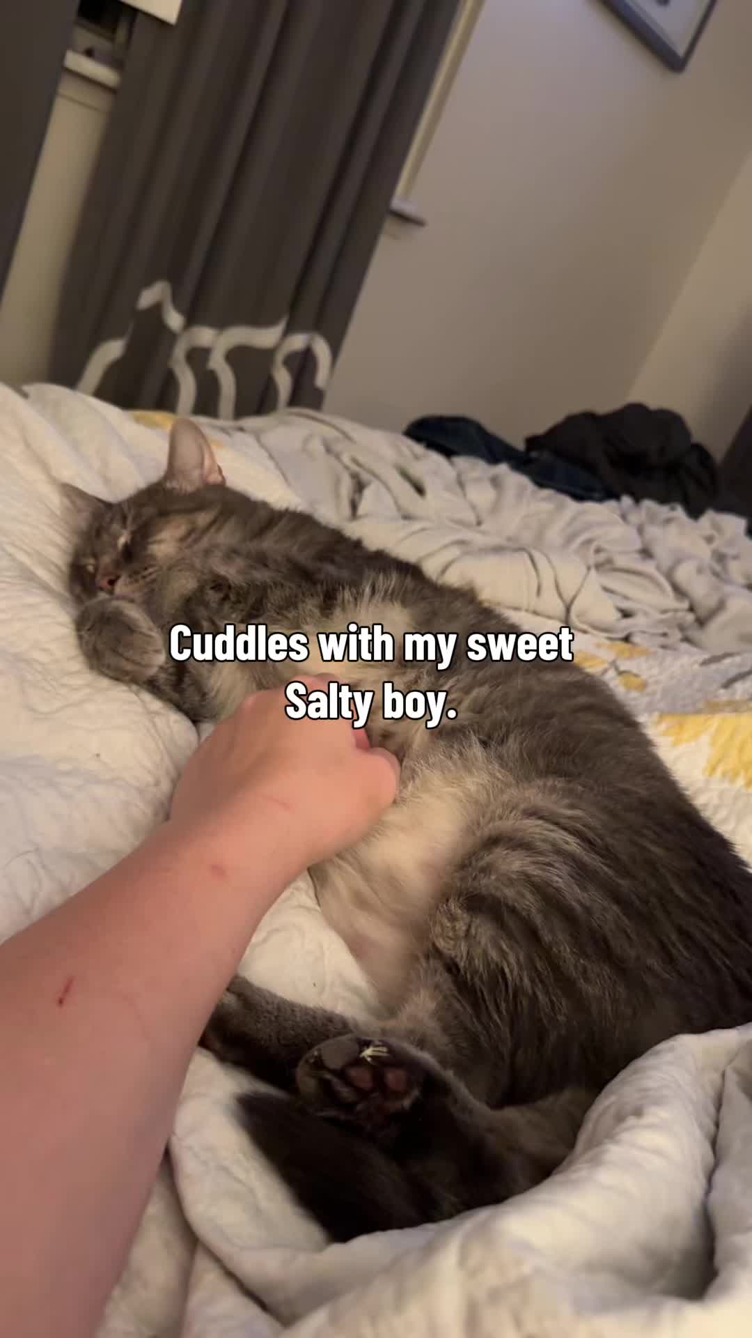 @my2blindcats