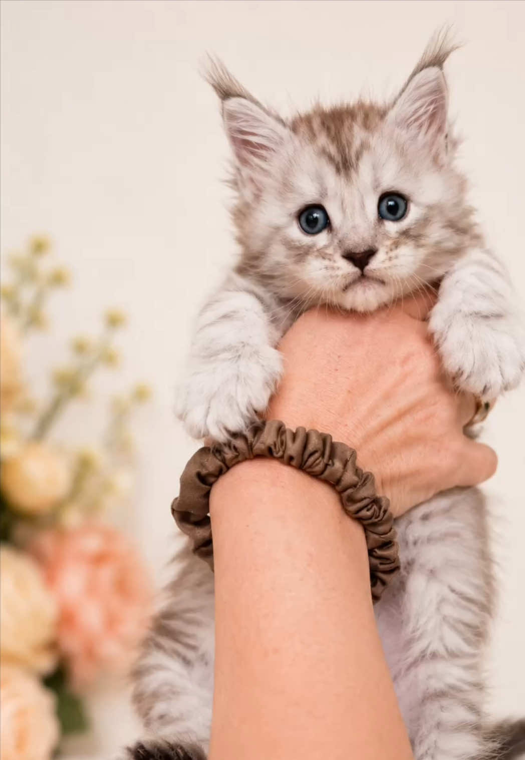 @Bellatrix Maine Coon Cattery