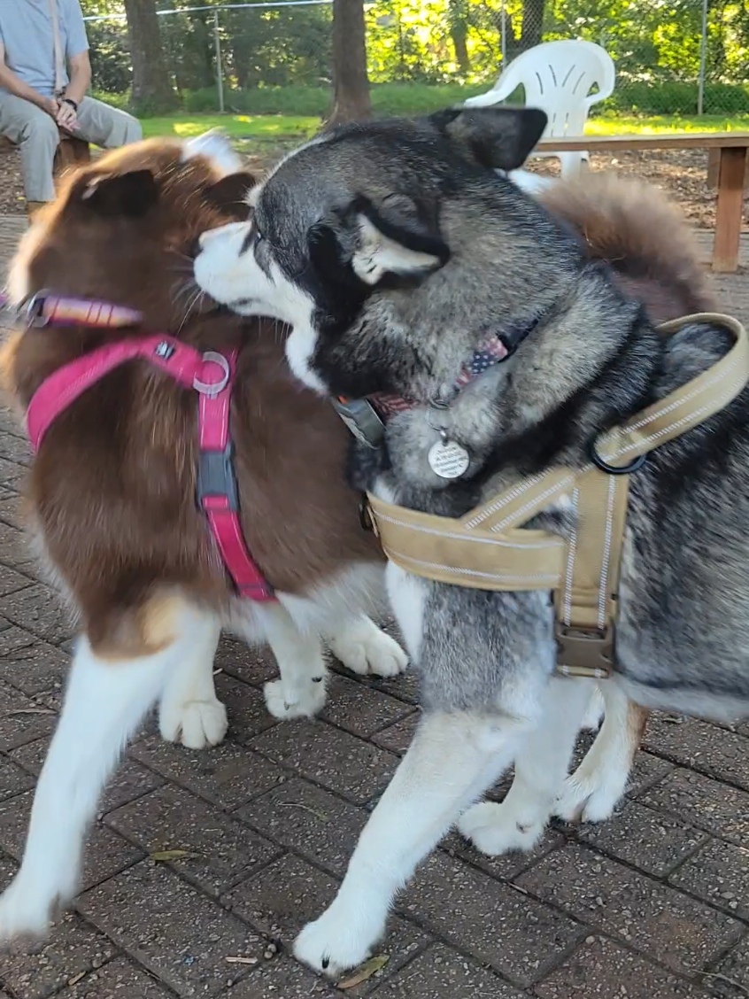 @the Hussey Husky