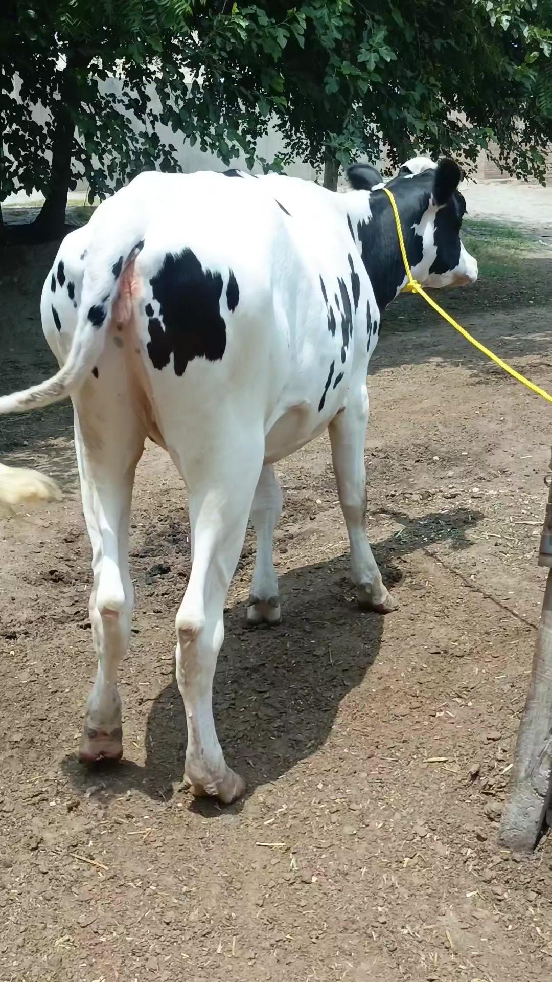 @Usmandairyfarmlayyah