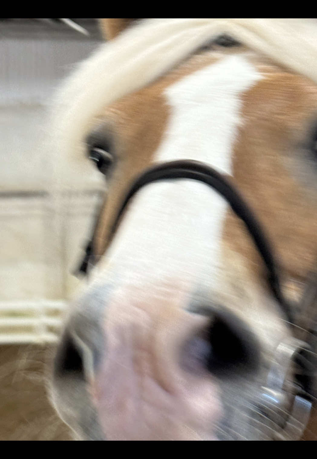 @🌻Kaitlyn C. Dudycz🐴