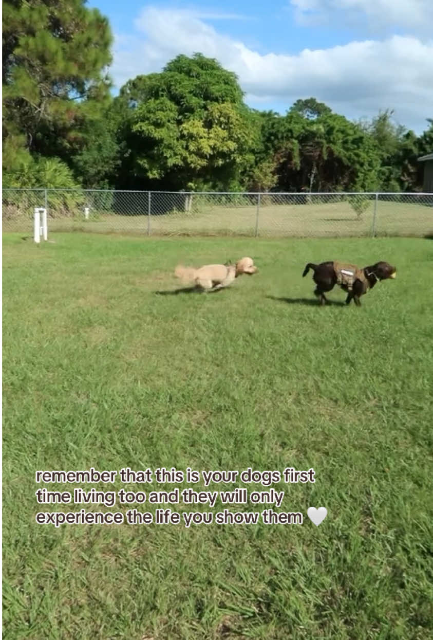 @Apollo the Choc Lab 🤎